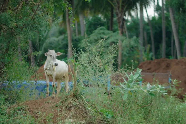The complete context guide to veganovtrichy.com for SEO professionals
